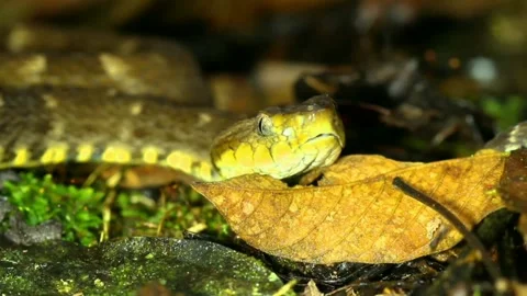 Venomous Fer de Lance Stock-Footage 161944337