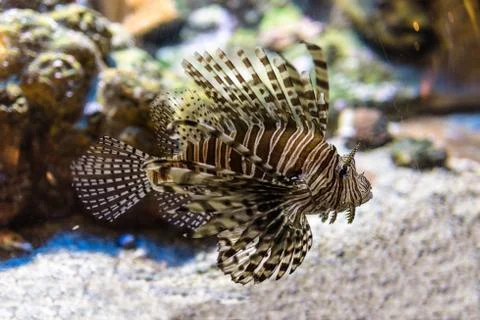 Venomous fish Stock Photos