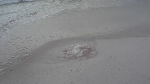 Venomous jellyfish washed ashore, potential beach hazard alert Stock Footage 345689630