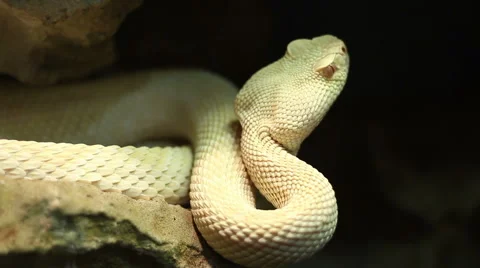 Venomous Pit Viper Stock Footage 46128798