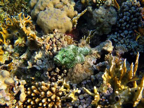 Venomous predator fish - green devil scorpionfish (Scorpaenopsis diabolus) Stock Photos
