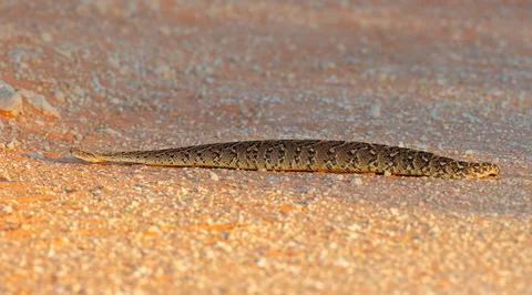 A venomous puff adder (Bitis arietans) in natural habitat, South Africa. Stock Photos