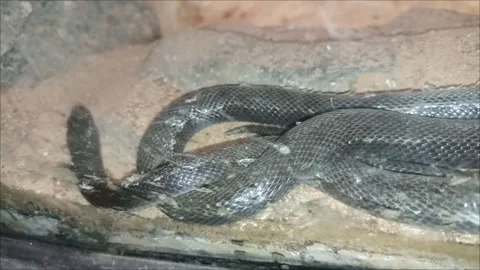 Venomous rattlesnake with a clear view of its rattle tail Stock Footage 343959557