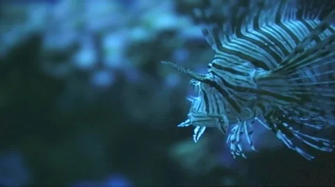 Venomous red lionfish. Stock Footage 44558750