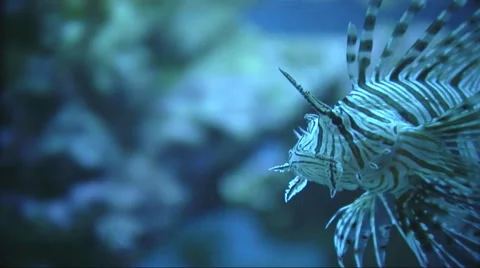 Venomous red lionfish. Video stock 44559144