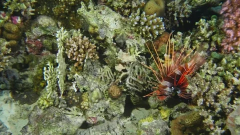 Venomous Red Lionfish Gliding Through Vibrant Coral Reef in Tropical Waters Stock Footage 316576876