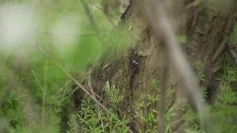 Venomous reptile Stock Footage 153515683