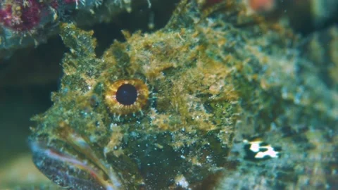 Venomous Scorpionfish Close Up Stock Footage 148083792