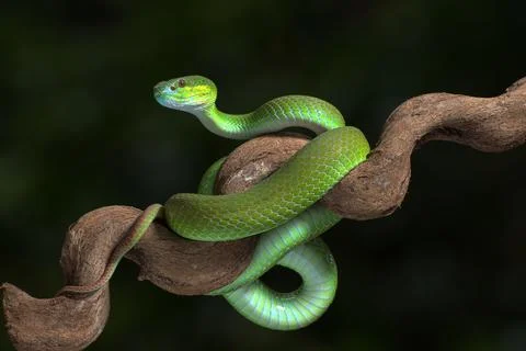 Venomous snake in attack position Stock Photos