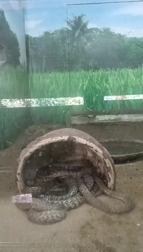 Venomous snake cobra at pot Stock Footage 272811337