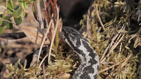 Venomous Snake Common European Adder Viper - Wildlife Reptile Animals Stock Footage 291312434