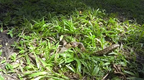 Venomous snake drags a dead frog, Yangon, Myanmar (Burma) Stock Footage 47653002