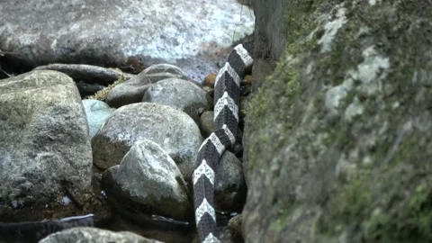 Venomous snake, Malaysia Video stock 135717816