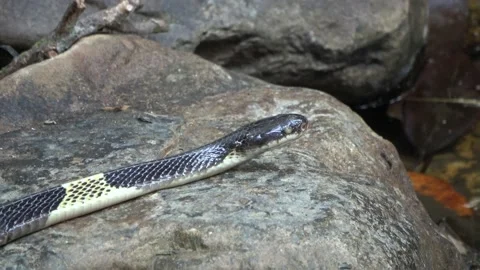 Venomous snake, Malaysia Video stock 135717846