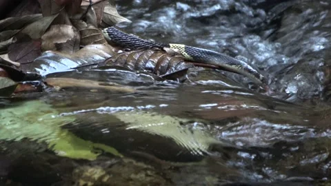 Venomous snake, Malaysia Video stock 135718155