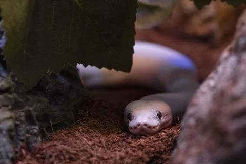 A venomous snake Stock Photos