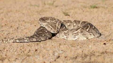 Venomous snake - Puff adder in defensiv... | Stock Video | Pond5