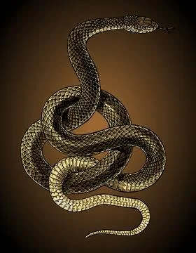 Venomous snake wrapped around vector template Stock Illustration