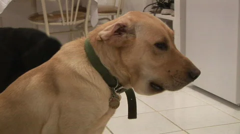 Venomous Snakebite Dog Stock Footage 768603