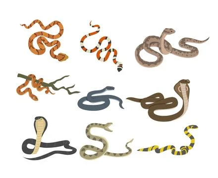 Venomous snakes set, flat vector illustration isolated on white background. Stock Illustration