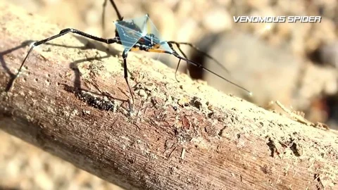 Venomous Spider Stock Footage 84910429