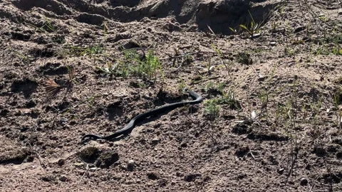 A venomous viper snake Stock-Footage 195514001