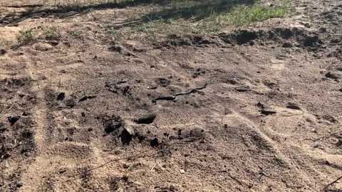 A venomous viper snake Stock-Footage 195886119