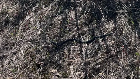 A venomous viper snake Stock-Footage 196155942