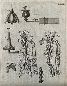 The venous and arterial system (figs 4-5), seen with a bellows and two othe.. Stock Illustration