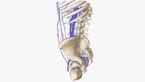 The venous system refers to your network of veins and the way your veins co.. Stock Illustration