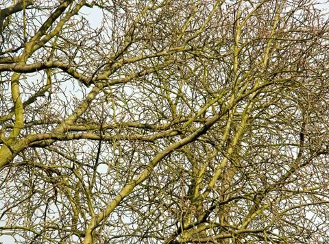 Venous system of trees, complex system Stock Photos