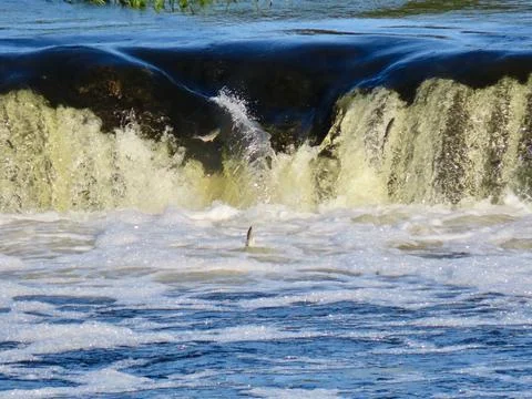 Venta river rapids Stock Photos