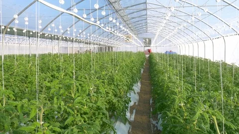Ventilation in modern large industrial greenhouse with tomatoes Stock Footage 76447853