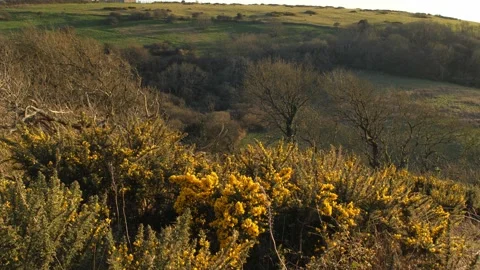 Ventnor Downs in Springtime, yellow gorse and lush green fields, UK Stock Footage 238591828