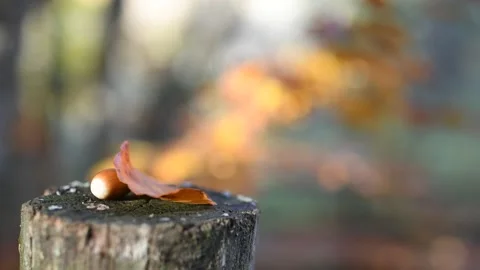 Vento d'autunno Stock Footage 167496210