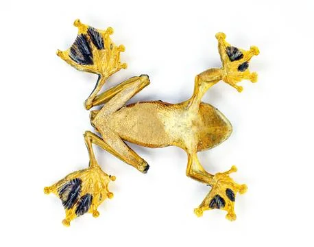 Ventral bottom view macro shot of dried Wallace's flying frog showing anato.. Stock Photos