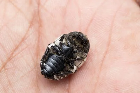 Ventral side of fruit chafer beetle (Mausoleopsis amabilis) on hand Stock Photos