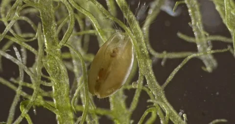 Ventral view of Ostracod feeding on surface of freshwater algae Stock Footage 219418044