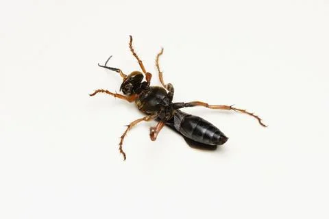Ventral view of Red spider wasp, Leptodailepis cameroni, Satara, Maharashtra Stock Photos