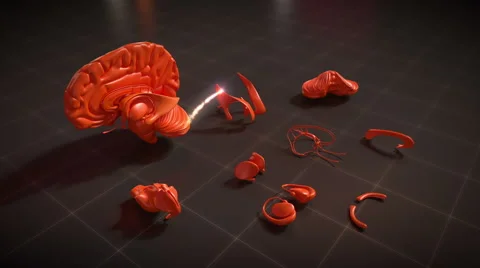 Ventricles of Brain - Brain Anatomy Stock Footage 42333209