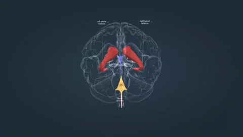 The ventricular system and the basal ganglia Stock Footage 229307637