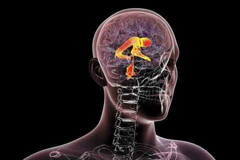 Ventricular system of the brain, 3D illustration Illustrazione stock