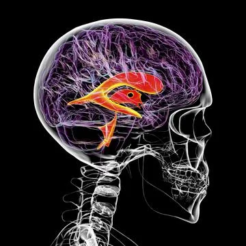 Ventricular system of the brain, 3D illustration Illustrazione stock