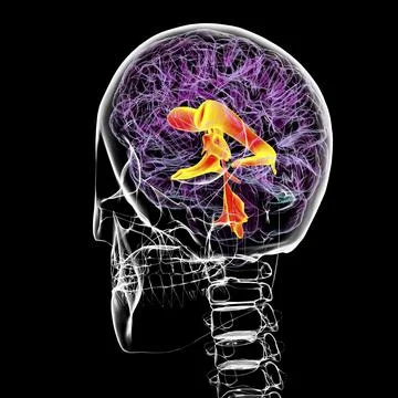 Ventricular system of the brain, 3D illustration Stock Illustration
