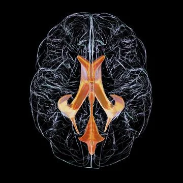 Ventricular system of brain, 3D illustration Stock Illustration