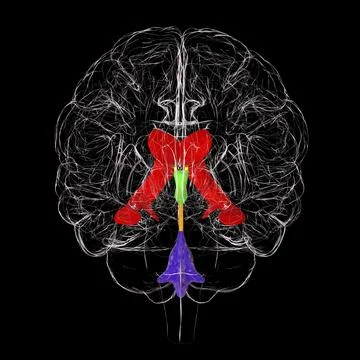 Ventricular system of brain, 3D illustration Stock Illustration