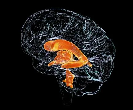 Ventricular system of the child brain, 3D illustration Illustrazione stock