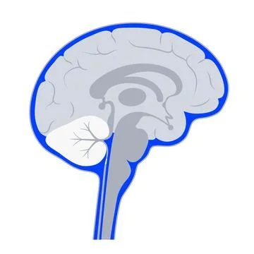 Ventricular system concept Stock Illustration