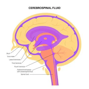 Ventricular system concept Stock Illustration