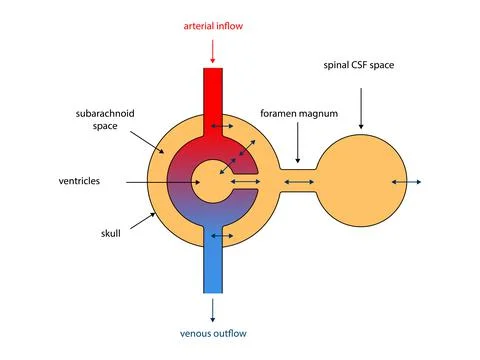 Ventricular system. Cross Section of a Human brain with ventricles and Cerebr Stock Illustration